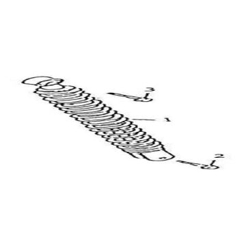 Amortyzator AGM GT szampan